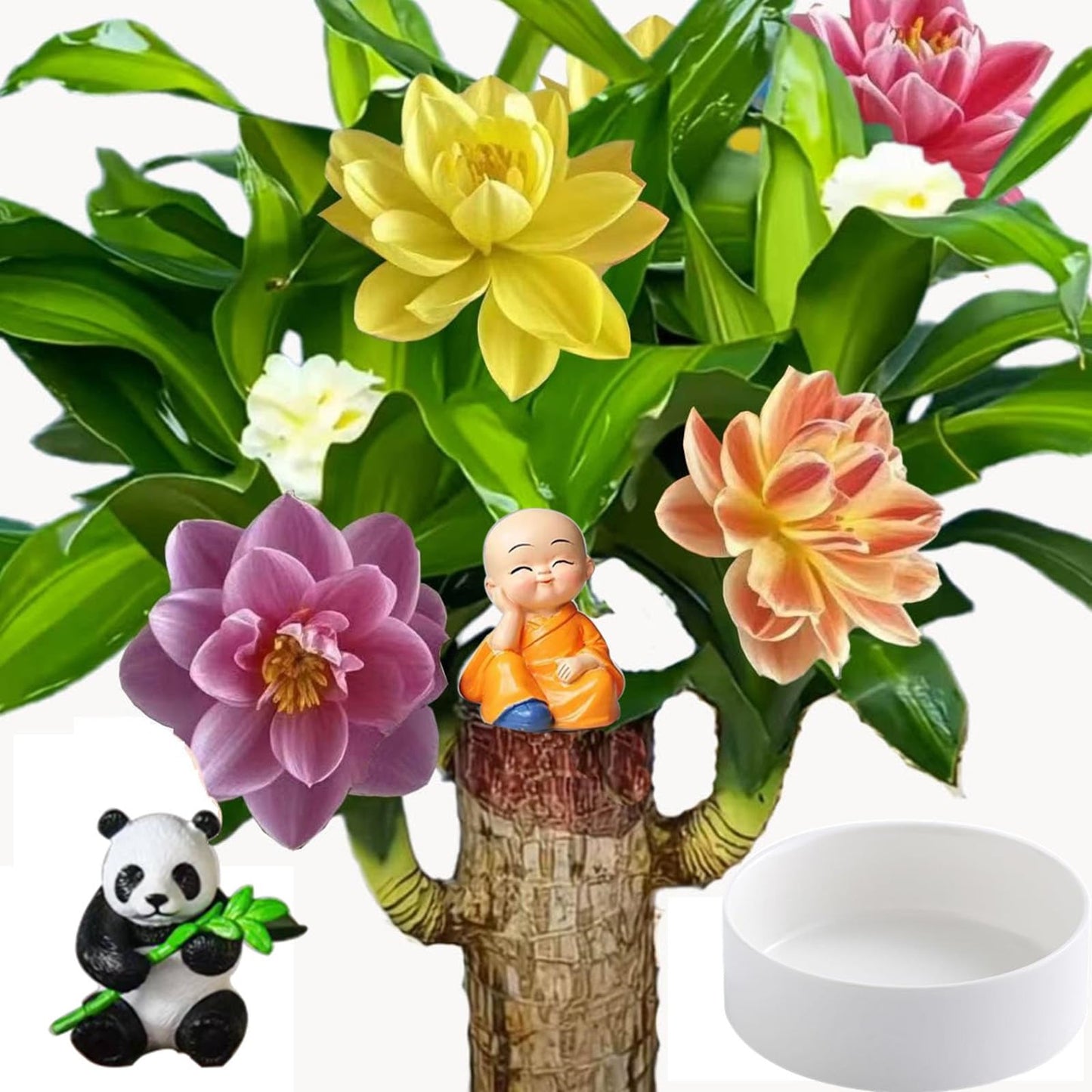 Live Brazilian Lucky Wood Kit with Modern Base & 2 Decorations - Indoor Good Luck House Gift for Home Office Desk Decor - Easy Grow Housewarming Gift