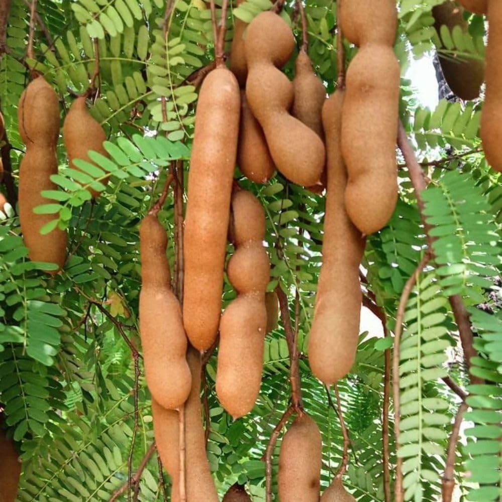 Live Sour Tamarind Tree 2-3ft in 3 Gallon Pot, Live Tropical Fruit Plant, Tangy Tamarind Fruit Tree for Planting Outdoor Garden, No Ship to CA