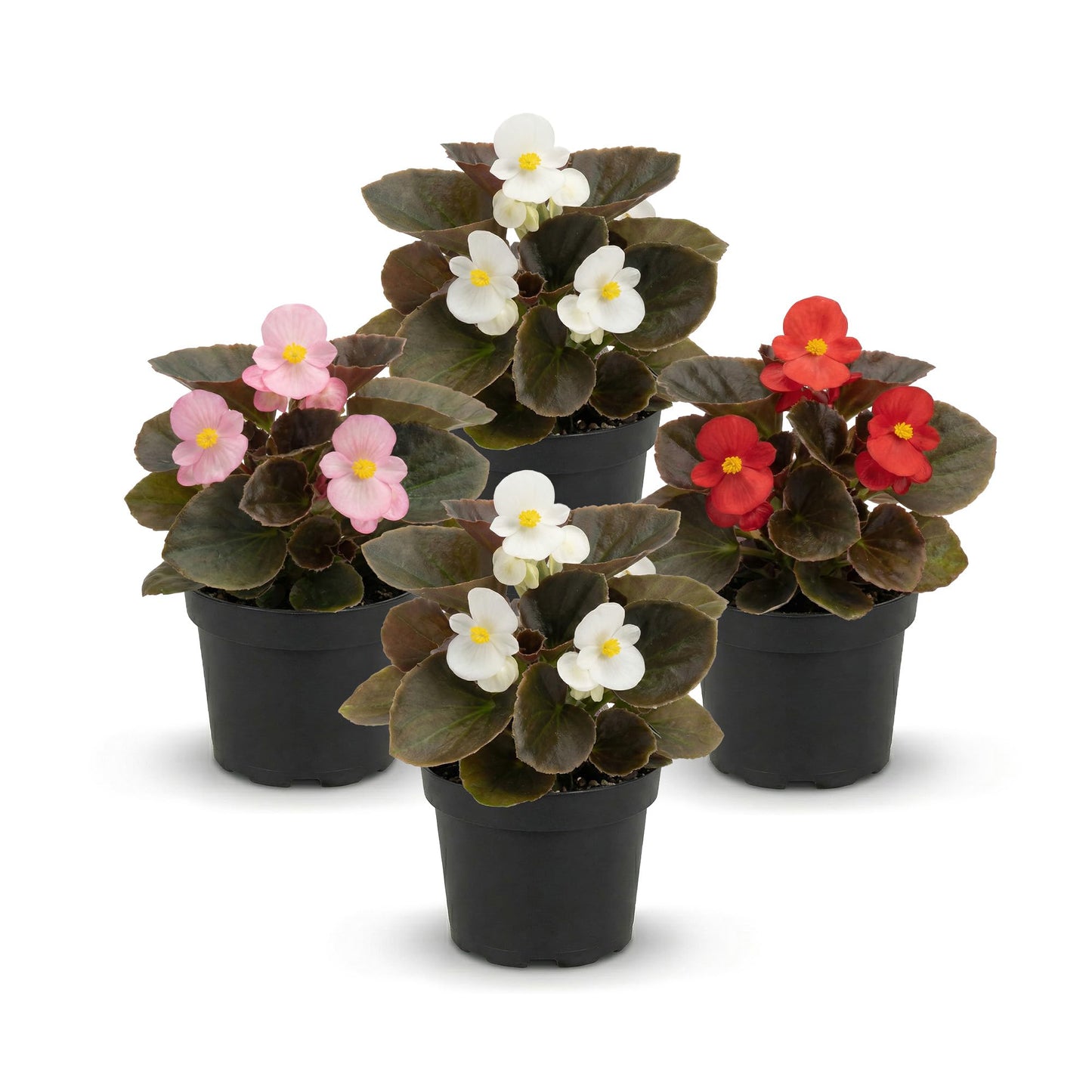 Live Begonia - Dark Leaf Assorted (4 Per Pack), Beautiful Shade Annual, Ships 8" Tall by 4" Wide in 1 Pt Pot