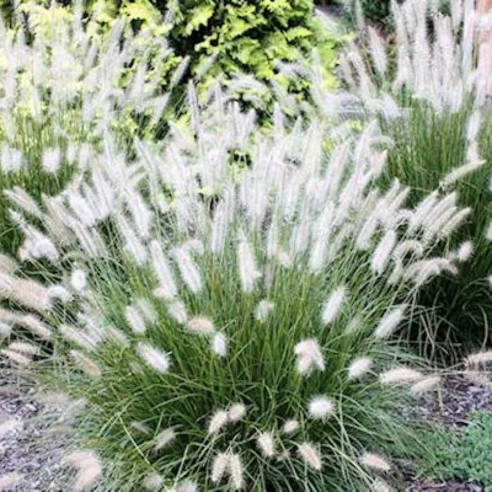 Set 3 Fountain Grass Plants Live Clumps for Planting Your Garden, 4-8 Inch Tall, Ornamental Grasses Live Plants Perennial (Dwarf White Fountain Grass)