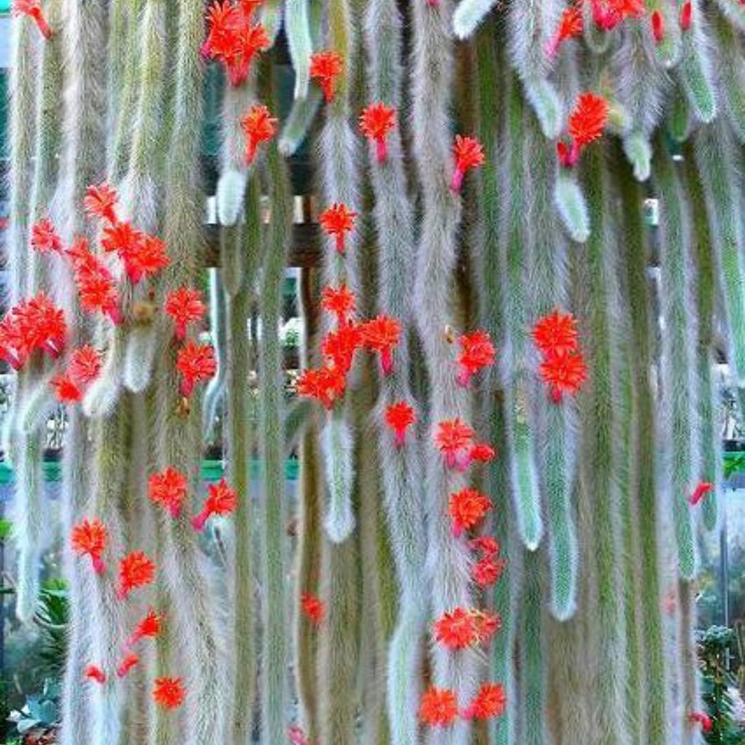 Trailing Monkey Tail Cactus Plant Live for House Plant, Live Succulents Plant for Planting Indoor Oudoor, 6 to 8 Inches Tall, No Pot