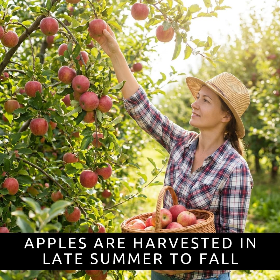 Apple Tree Saplings – 3 Live Apple Trees for Planting, Cold Hardy Fruit Tree Starts for Backyard Orchard, Garden & Container Growing