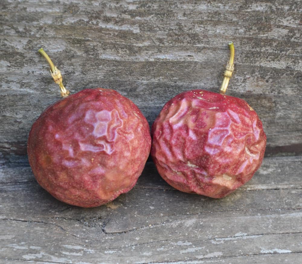 Passion Fruit Plant Live 4-7 Inch, Passionfruit Vine for Outdoor Garden, Tropical Climbing Vine for Trellis, Fence or Backyard Growing (Red Passionfruit)