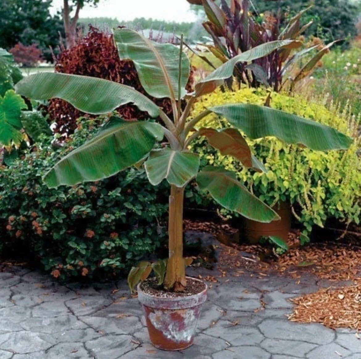 Live Plant - Musa - Dwarf Cavendish - 4-10” 2 Trees
