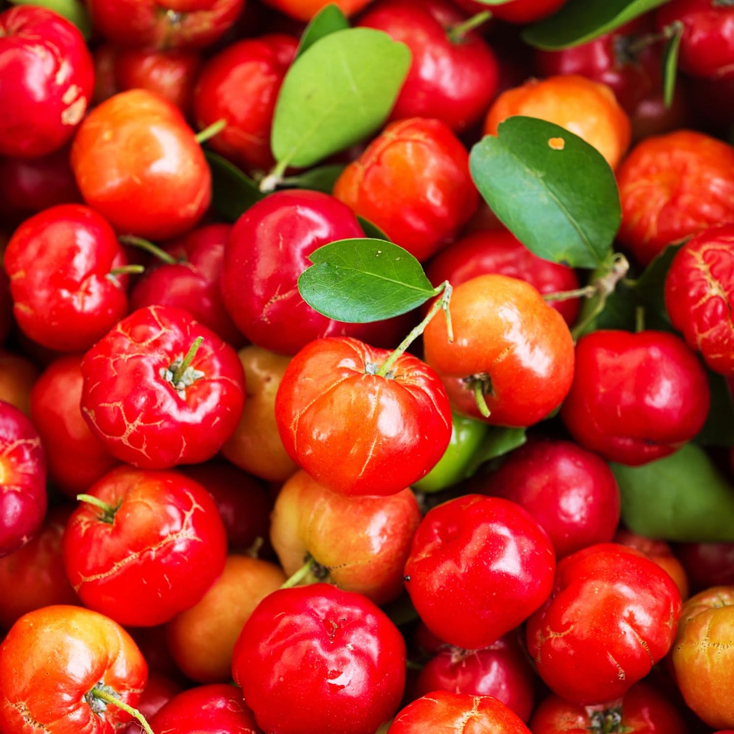 2 Barbados Cherry Plants Live, Cold Hardy Cherry Tree Live Plant, 5-7'' Tall, Sweet Cherry Tree