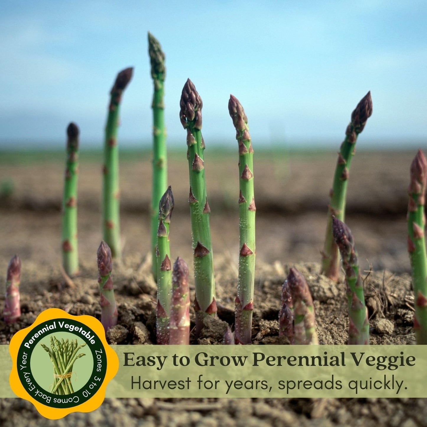Clovers Garden Asparagus Plants- Two (2) Live Plants – Non-GMO - Not Seeds - Each 4" to 8" Tall – in 4" Inch Pots - High-Yield, Perennial