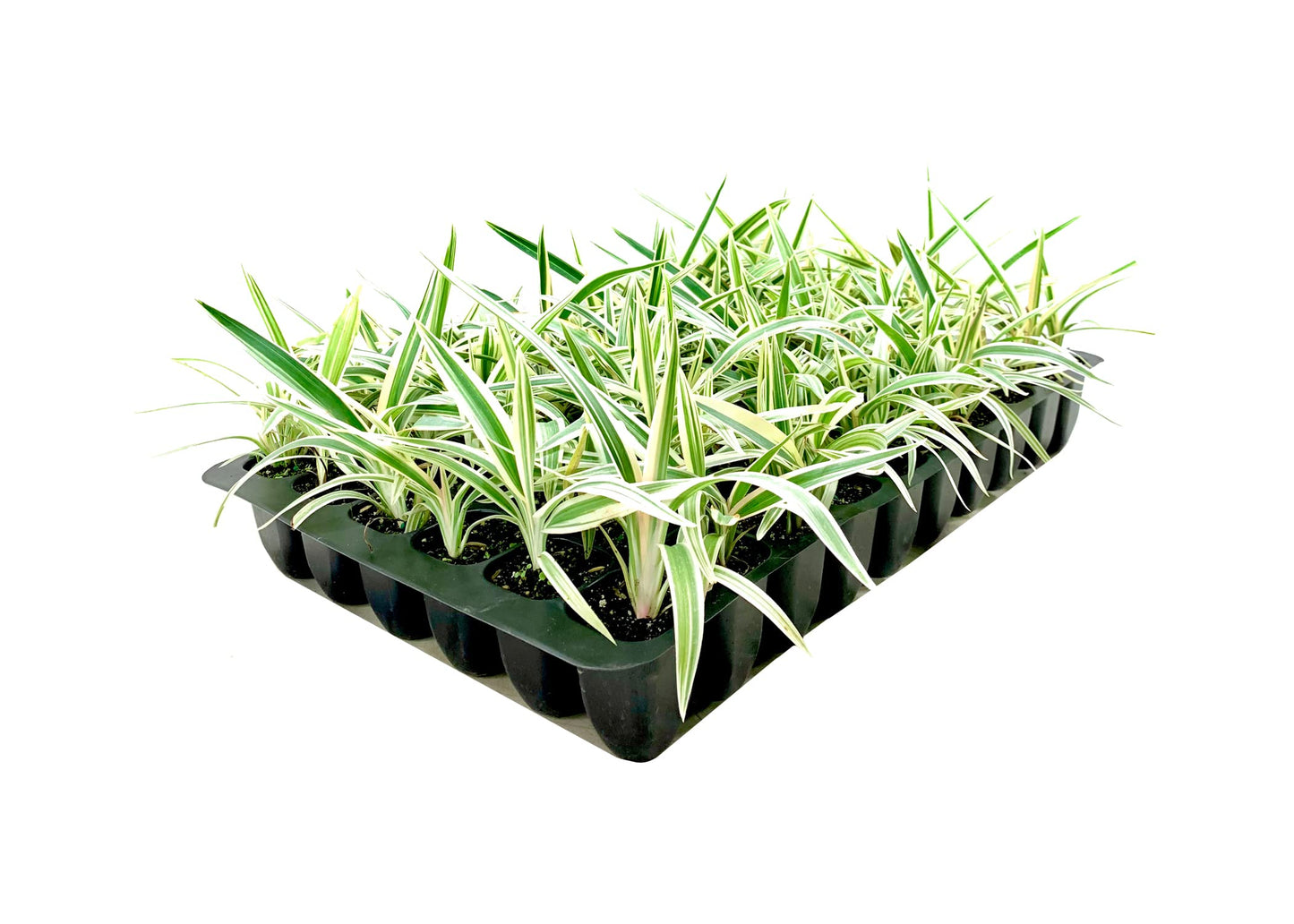 Flax Lily | Variegated Dianella Tasmanica Variegata | 3 Live Plants | Evergreen Shade Loving Grass
