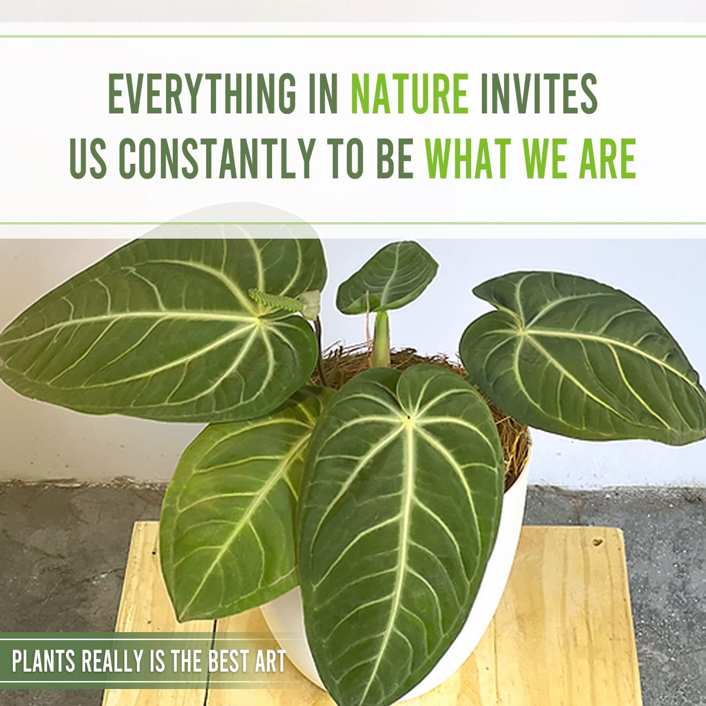 LEAL PLANTS ECUADOR Anthurium Villenaorum| Live Tropical Anthurium for Indoor Decor | Air-Purifying Elephant Ear Plant | Green Foliage Heart Plant | Low-Maintenance Live Houseplant for Home