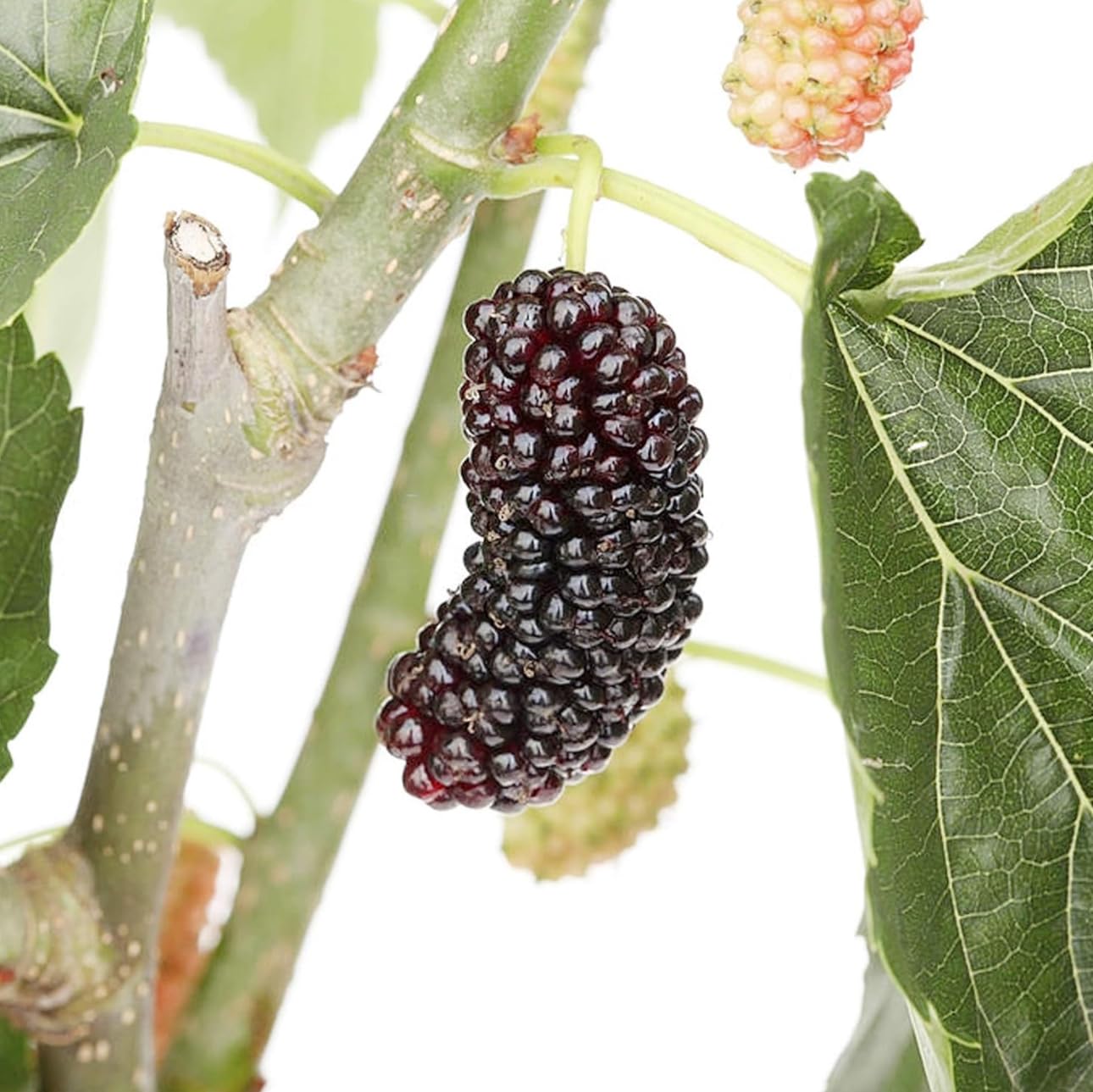 Mulberry Dwarf Everbearing 1 Live Plant in 3x6 Inch Pot