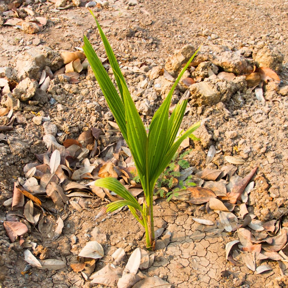 Yellow Coconut Tree Live Plants, Live Sprouted Coconut for Edible Gardening, Sweet Tropical Fruit Tree for Zones 10-11, 6-8 Inch Tall