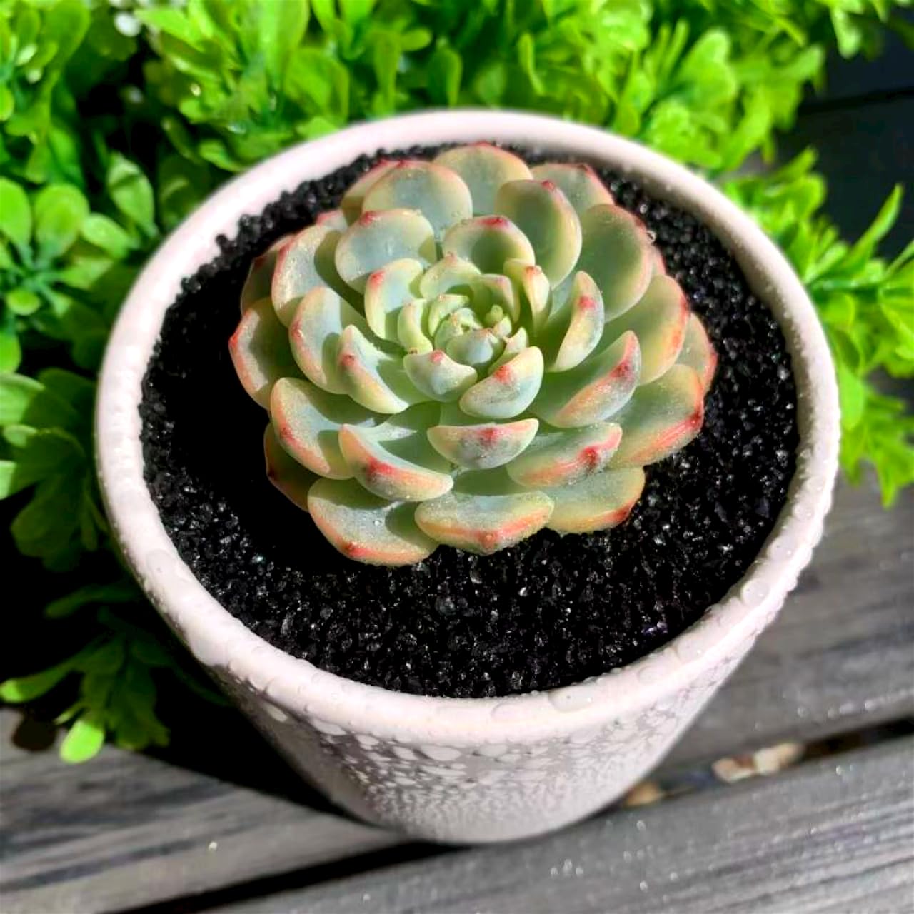 Echeveria Minima Rare Live Succulent Plants, Variegated 1 Head Pot Size 2.5" Orange Live Plant, Excludes Pot & Soil, Garden Indoor Office Desk, Party Baby Shower Decor, Gift for Plant Enthusiasts