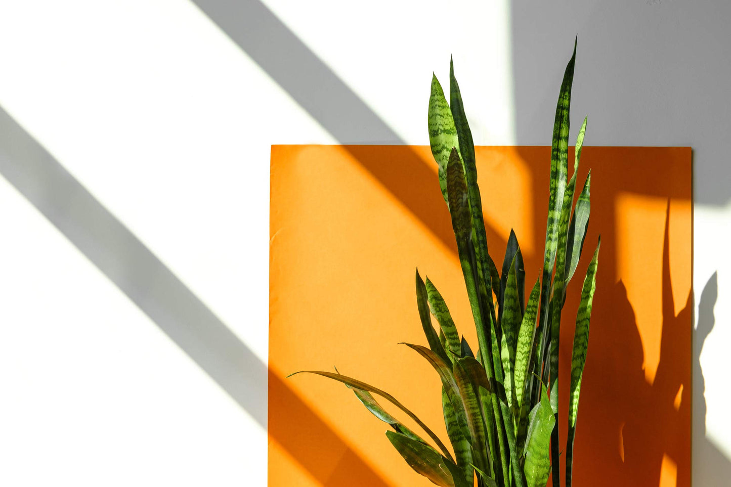 Live Snake Plant, Sansevieria Zeylanica, Indoor House Plant in Pot, Mother in Law Tongue Sansevieria Plant Live, Potted Succulent Plant, Fully Rooted Houseplant in Potting Soil by Plants for Pets