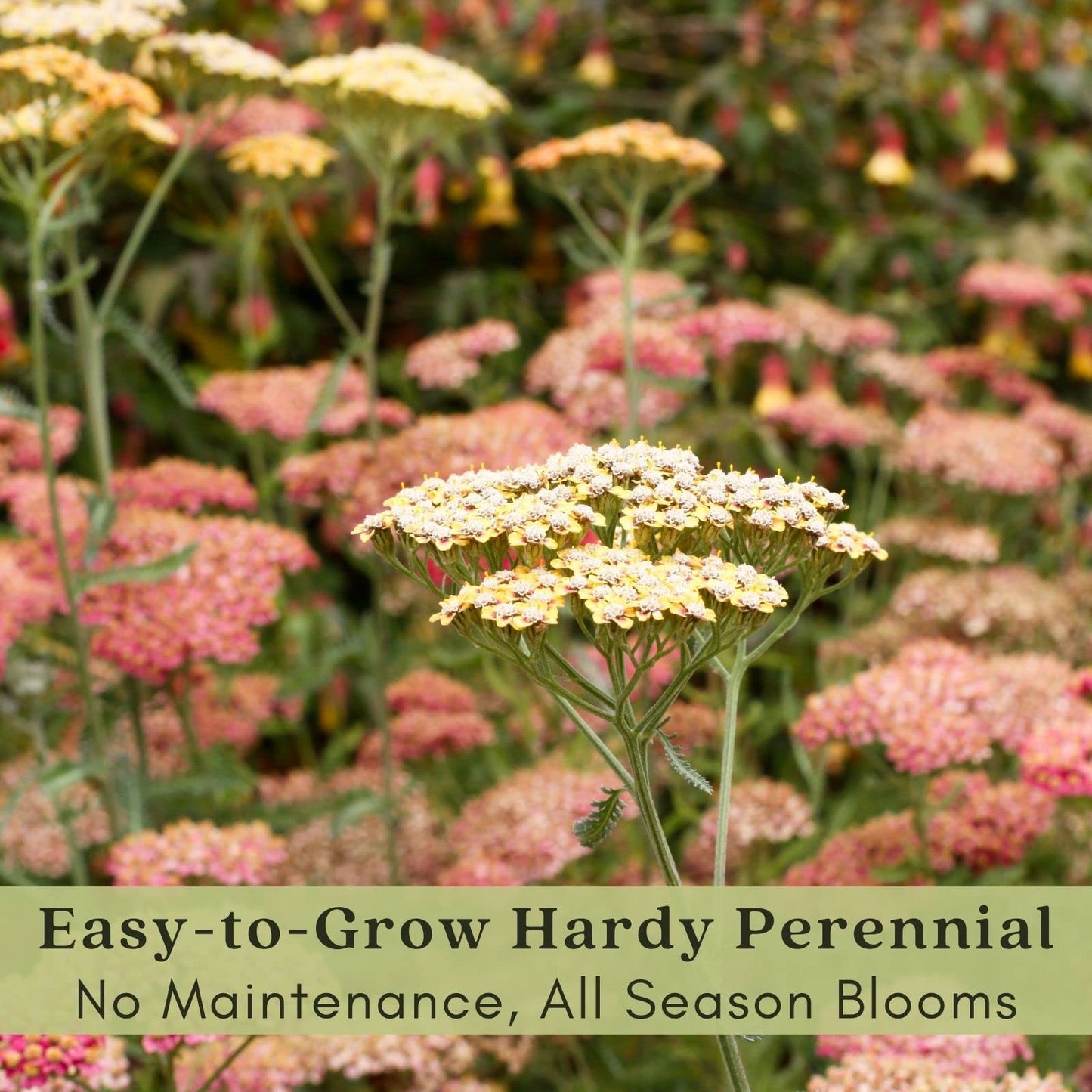 Clovers Garden Yarrow Summer Pastels (Achillea) Plant Plants – Two (2) Live Plants – Non-GMO - Not Seeds - Each 4" to 8" Tall – in 4" Inch Pots – Hardy Flowering Perennial, Pollinator Favorite