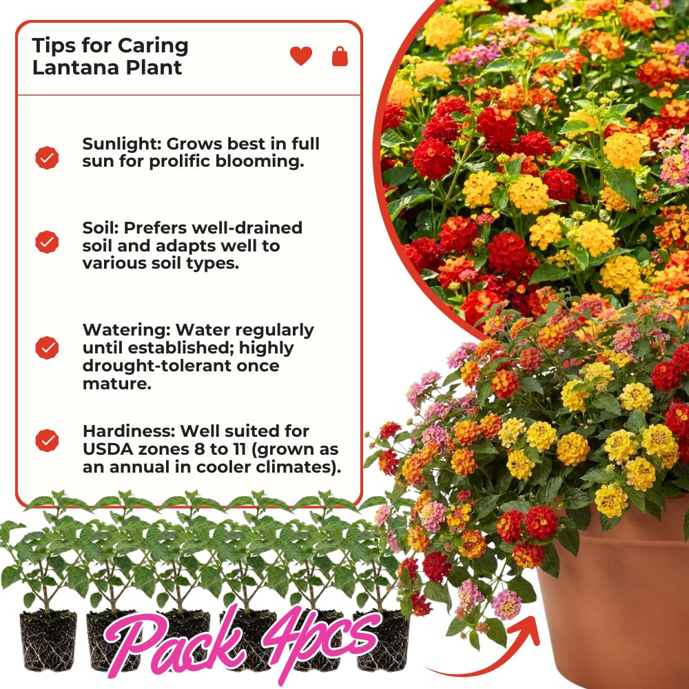 Mixed 4 Lantana Plants Live for Planting Outdoor, Lantana Trees or Trailing, Ready to Bloom, Hardy, Long Blooming Vibrant Perennial, 4-6" in Tall Spring Growing