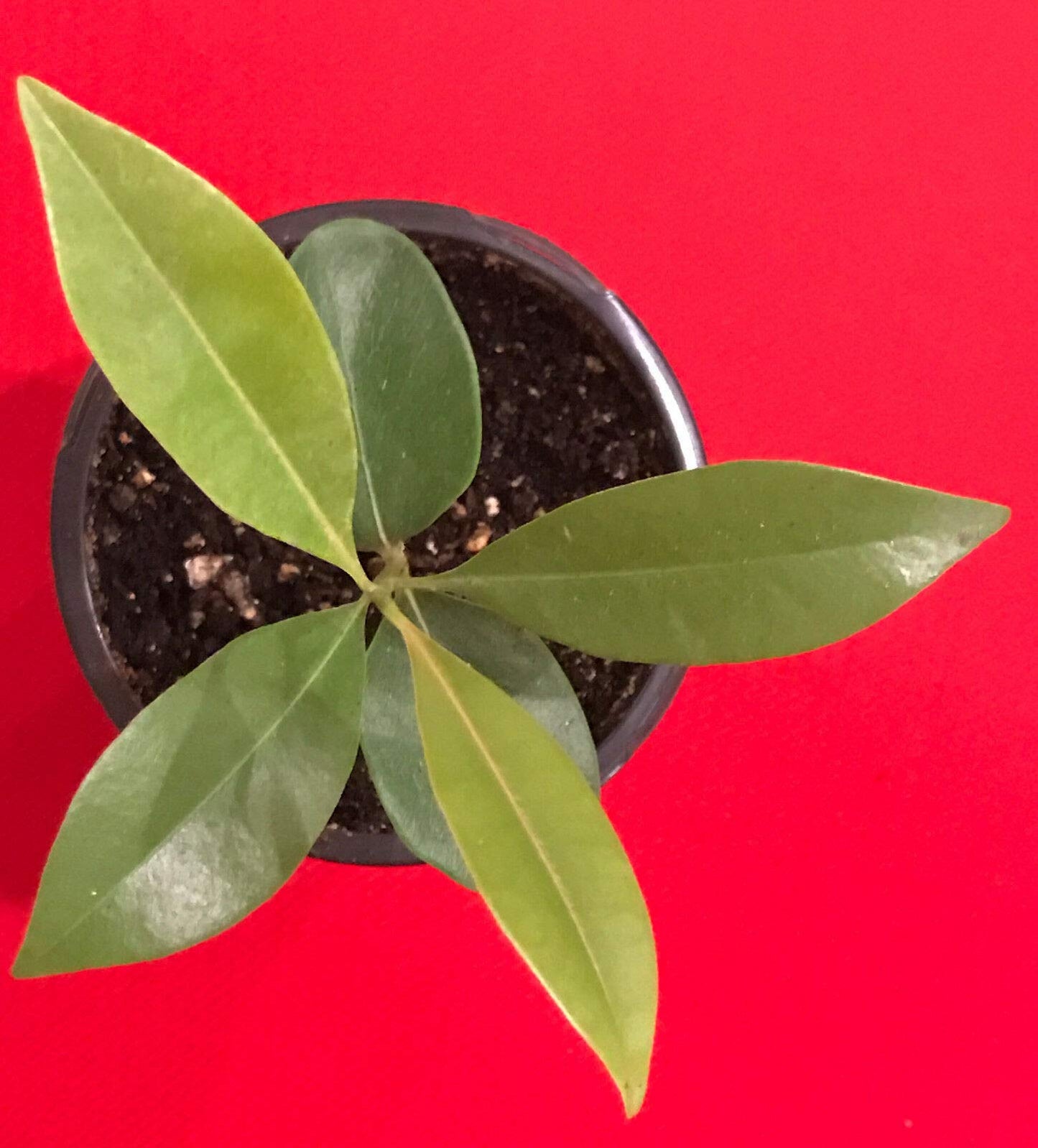 US Warehouse, Live Plant (Not Seed or Bulb), Sapodilla Manilkara Zapota Chiku Excalibur Tropical Tree Starter Plant Seedling