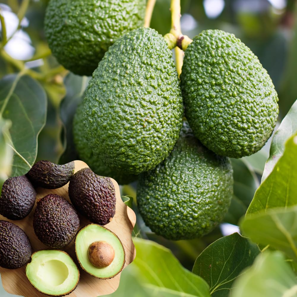 HASS Avocado Trees Live Plants in 3 Gallon Pot, Cold Hardy Fruit Tree, 1-2 Feet Tall, Ready for Planting, No Ship to CA