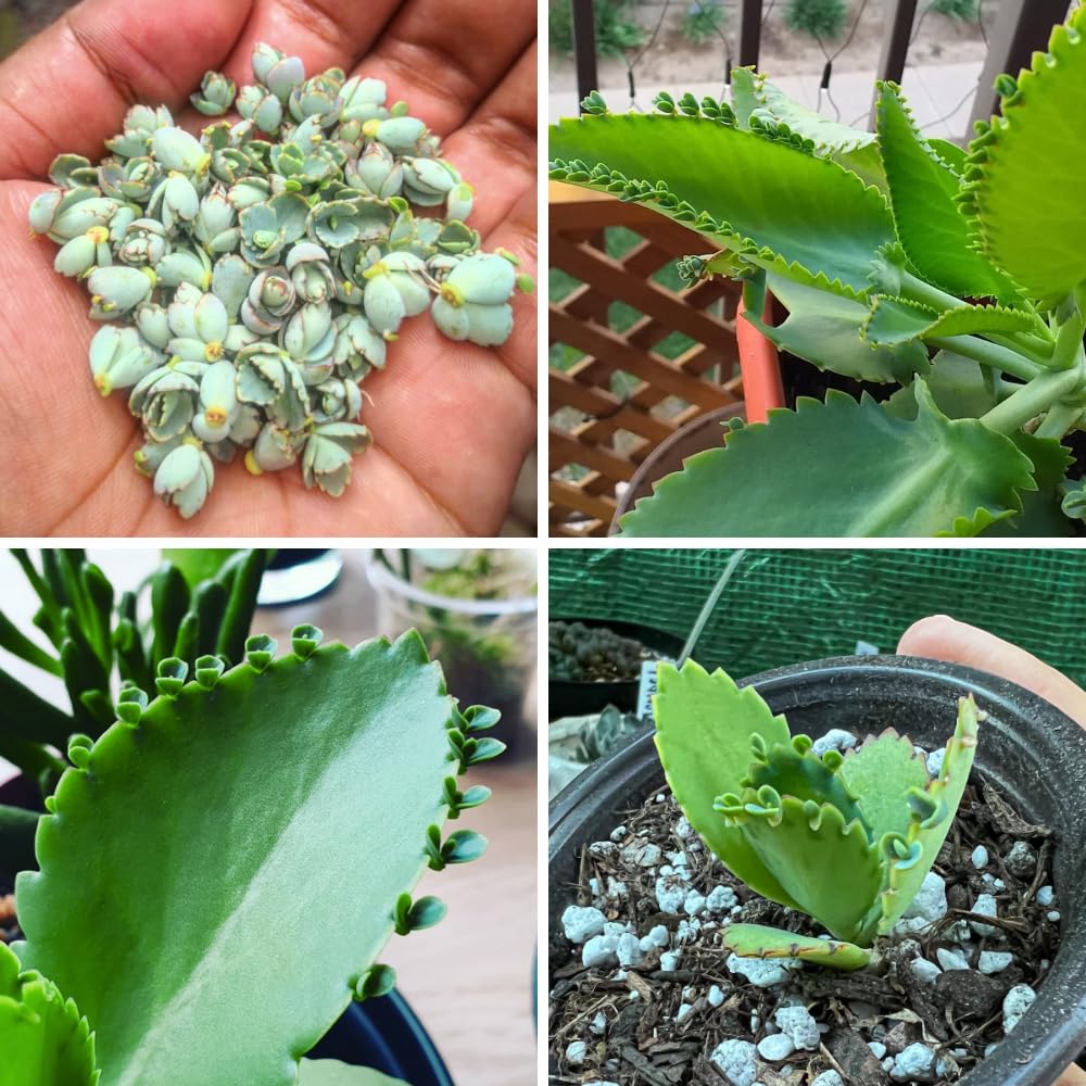Live Kalanchoe Plant Starter, Mother of Thousands Plant Kalanchoe 4 Inch Pot, Indoor Houseplants