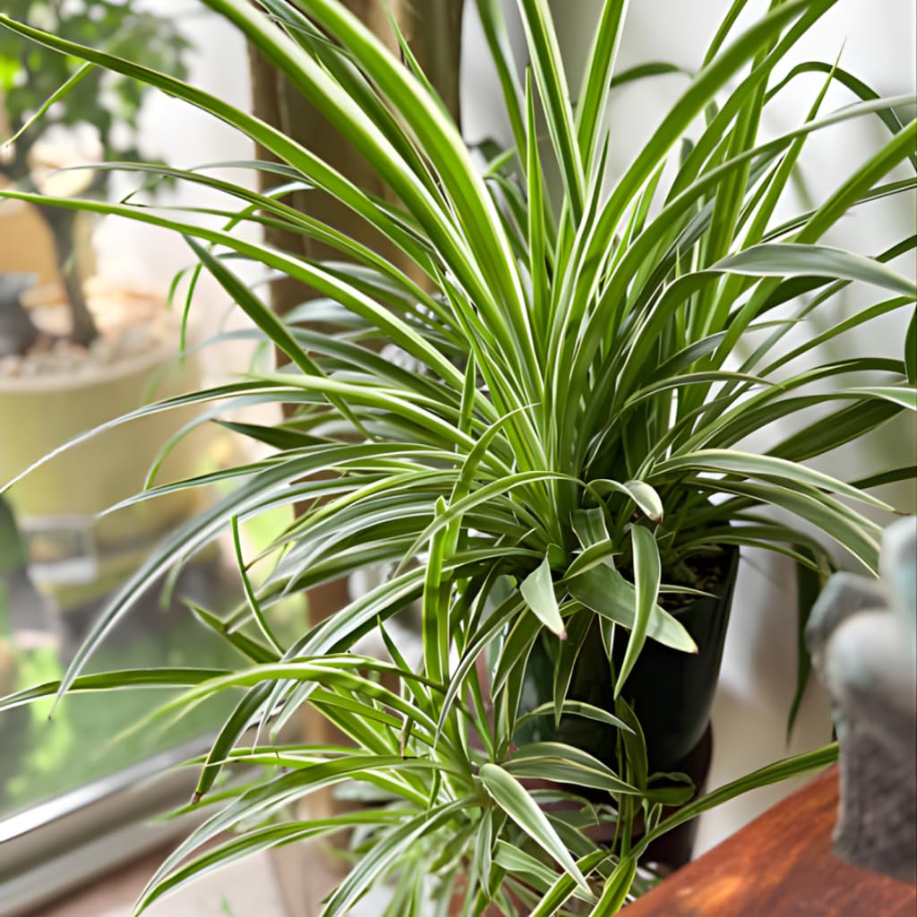 Curly Spider Plant Live in 2 Inch Pot, Live Spider Plants Indoor, Air-Purifying, Low Maintenance, Perfect for Home and Office Décor, Easy Care Starter Plants