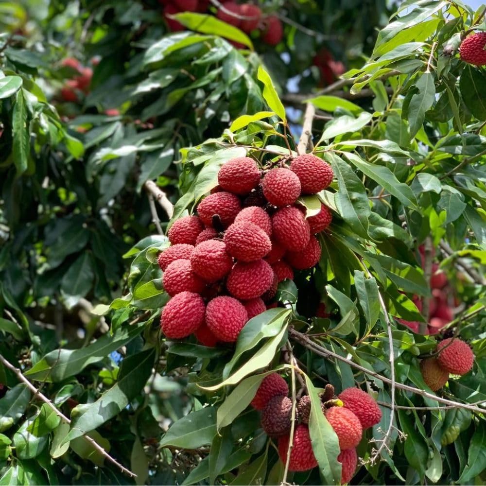 Lychee Tree Live Plant 3 Gallon 2-3 Ft Tall, Red Lychee Tree, Sweet Tropical Fruit Tree for Outdoor Growing, No Ship to CA