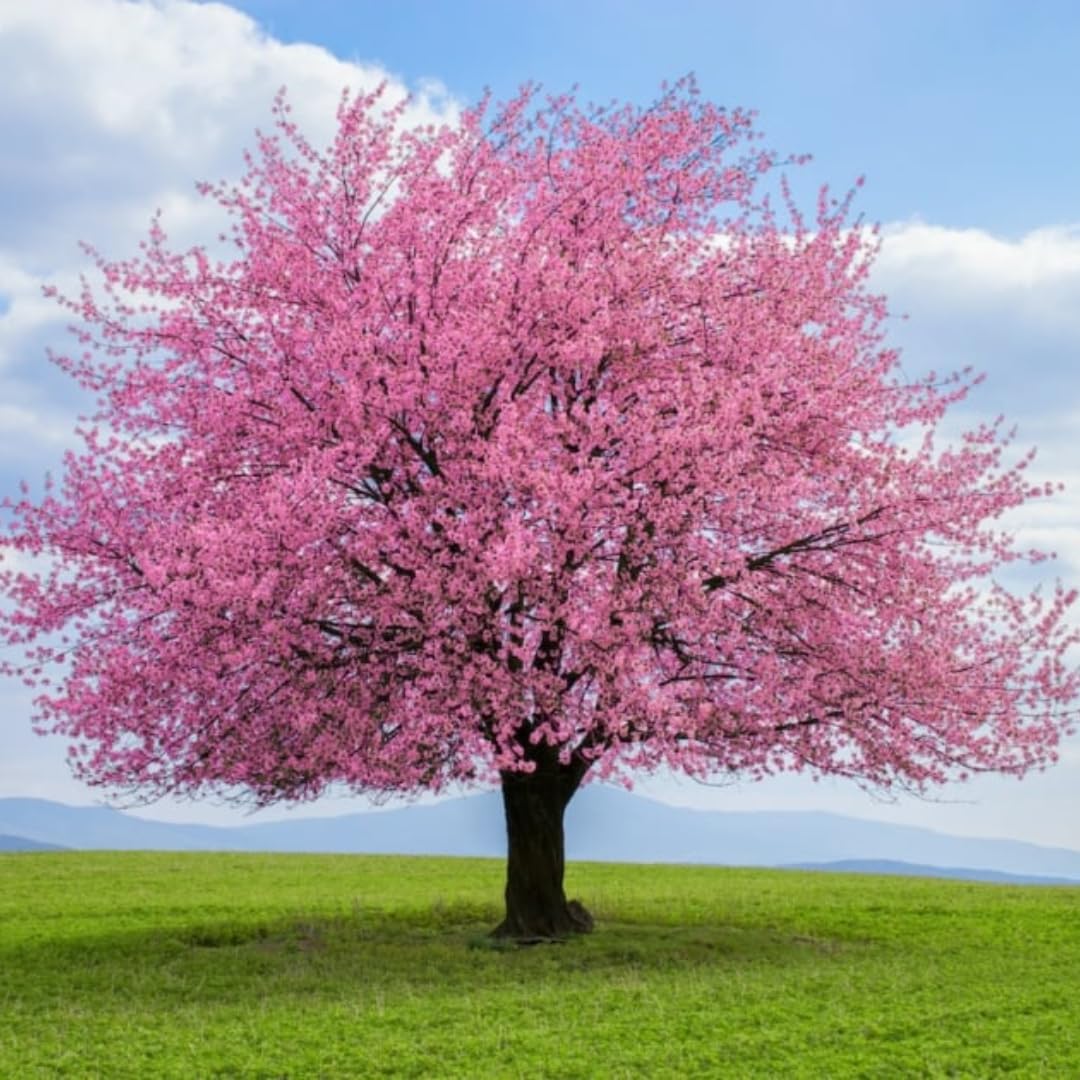 Pink Flowering Almond Trees Live Plants Shrubs Dormant in Pot, Spring Planting, 8 Months Old Flowering Plum Bushes, Ornamental and Fragrant Pink Blossoms
