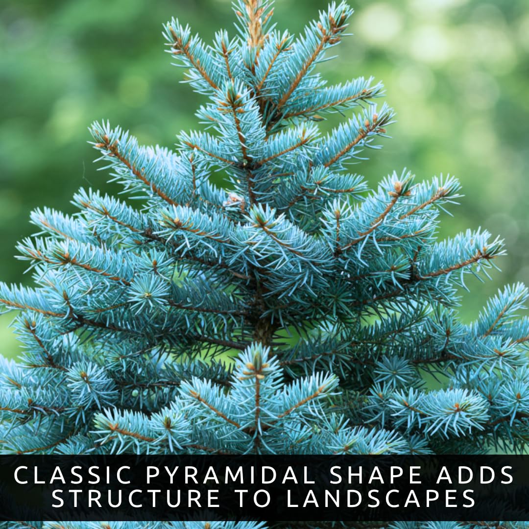 Blue Spruce Seeds for Planting | 50 Seeds | Colorado Blue Spruce, Picea pungens glauca | Attractive Trees for Privacy or Landscaping | Distinctive Leaves