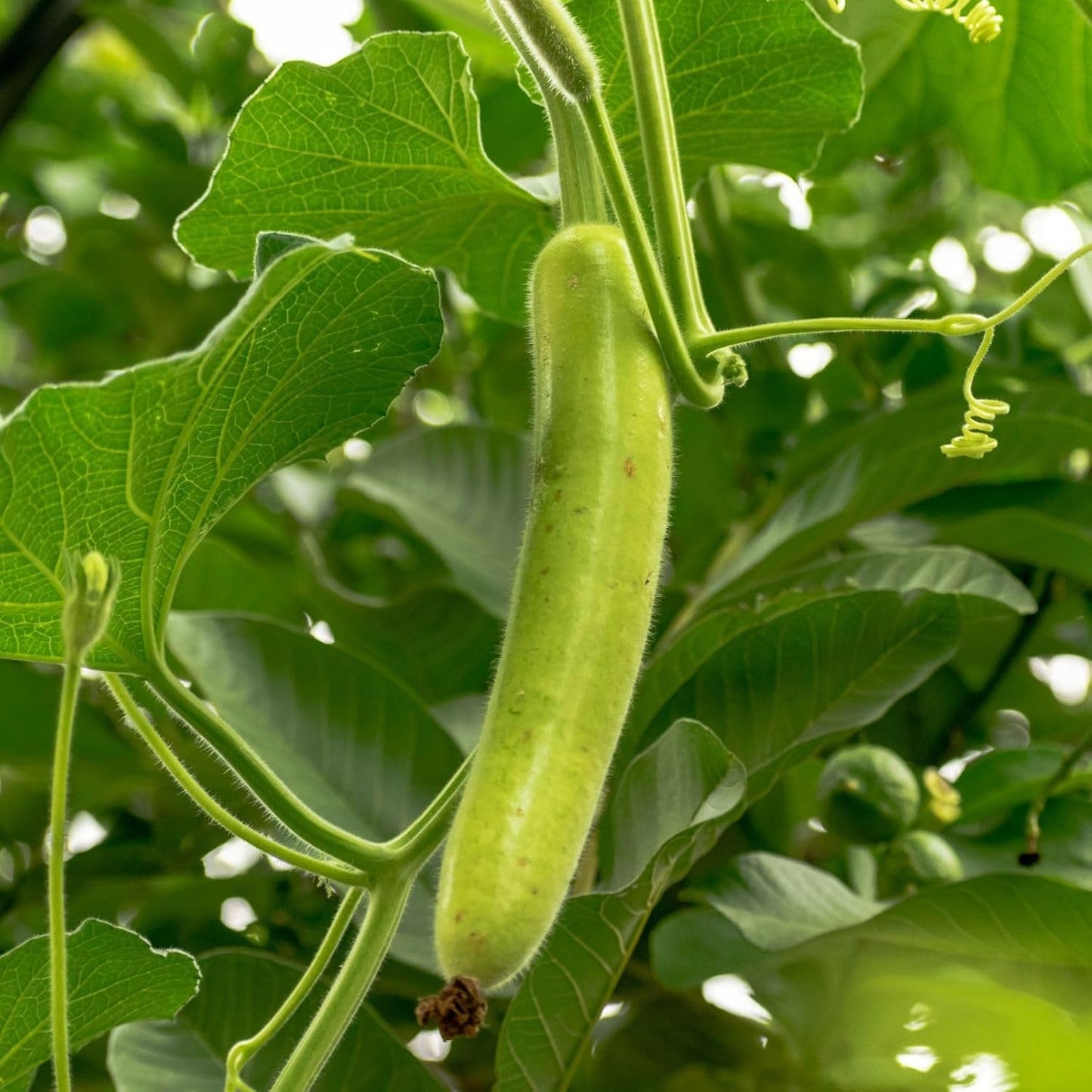 25 Pcs Indian Long Bottle Gourd Seeds for Planting, Non-GMO Vegetable Seeds for Home Garden, Terrace, Balcony Planters, Outdoor Pots, and Backyard Growing