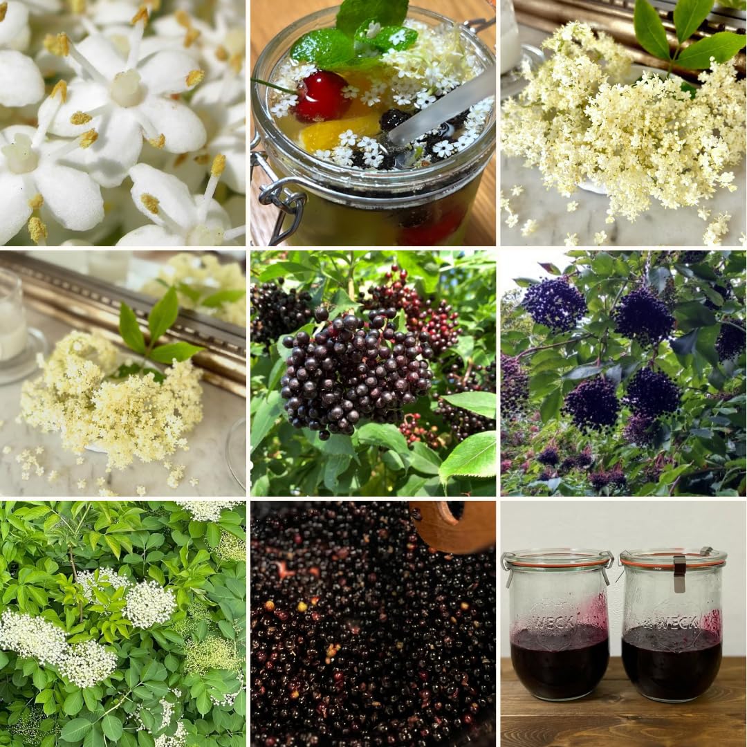 2 Black Elderberry Plants Live for Planting, 1 Year Old Well-Rooted Tree, Dormant, Cold Hardy, Elderberry Bushes, 6-12 Inches in Tall