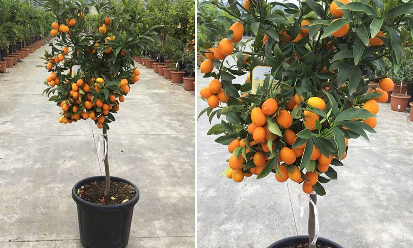 Grafted Kumquat Fruit Tree, Live Plant in Pot, (Grafted Nagami Sour -Semi Dwarf, 5 Gallon 2-3Feet Tall)