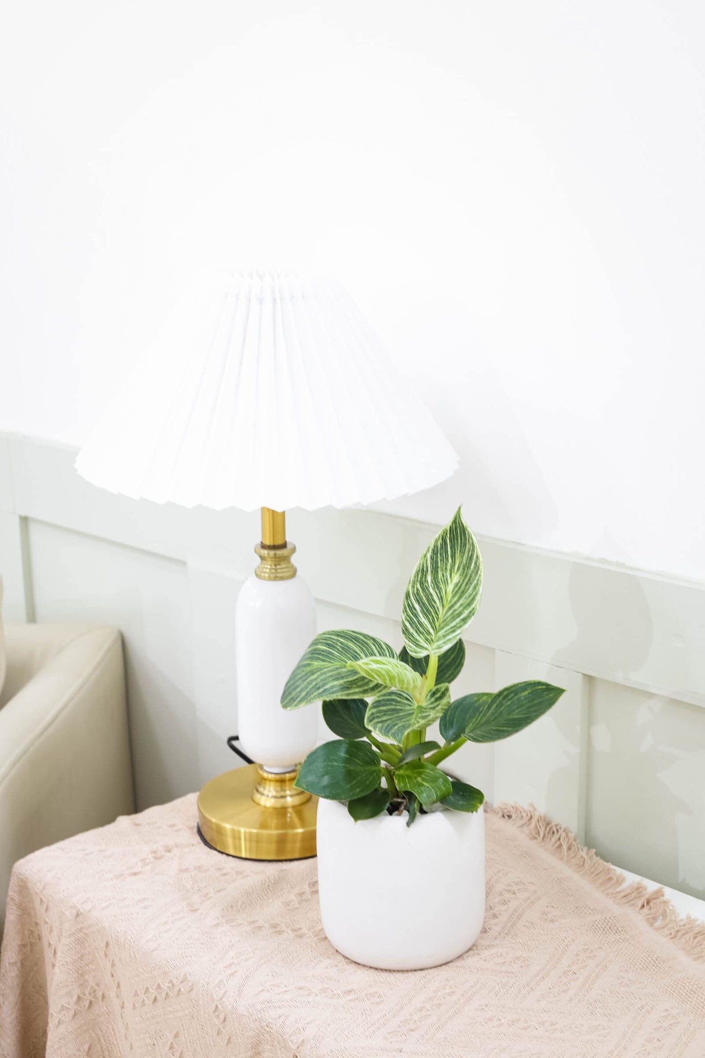Philodendron Birkin (4" Grower Pot) - Rare Variegated Houseplant - Easy to Grow, Easy to Care Low Light Houseplants - Colorful Foliage Air-Purifying Plant