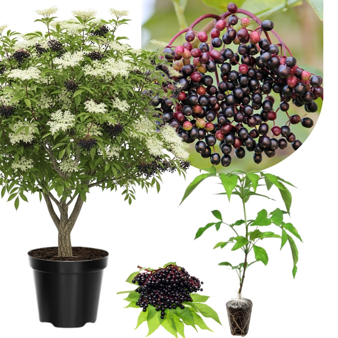 1 Black Elderberry Plant Live, 6-9 Inch Tall, American Elderberry Bush, Hardy Elderberries Tree