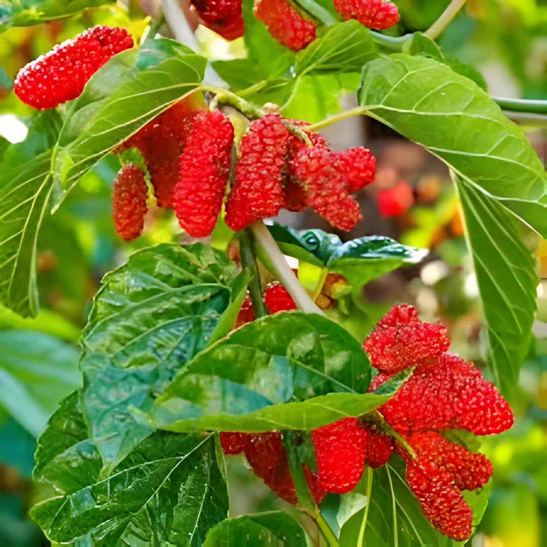 Mulberry Tree Live Plant, Mulberry Plant, Sweet and Edible Mulberries Fruit Seedlings for Patio and Garden, 6 to 8 Inches Tall (Red)