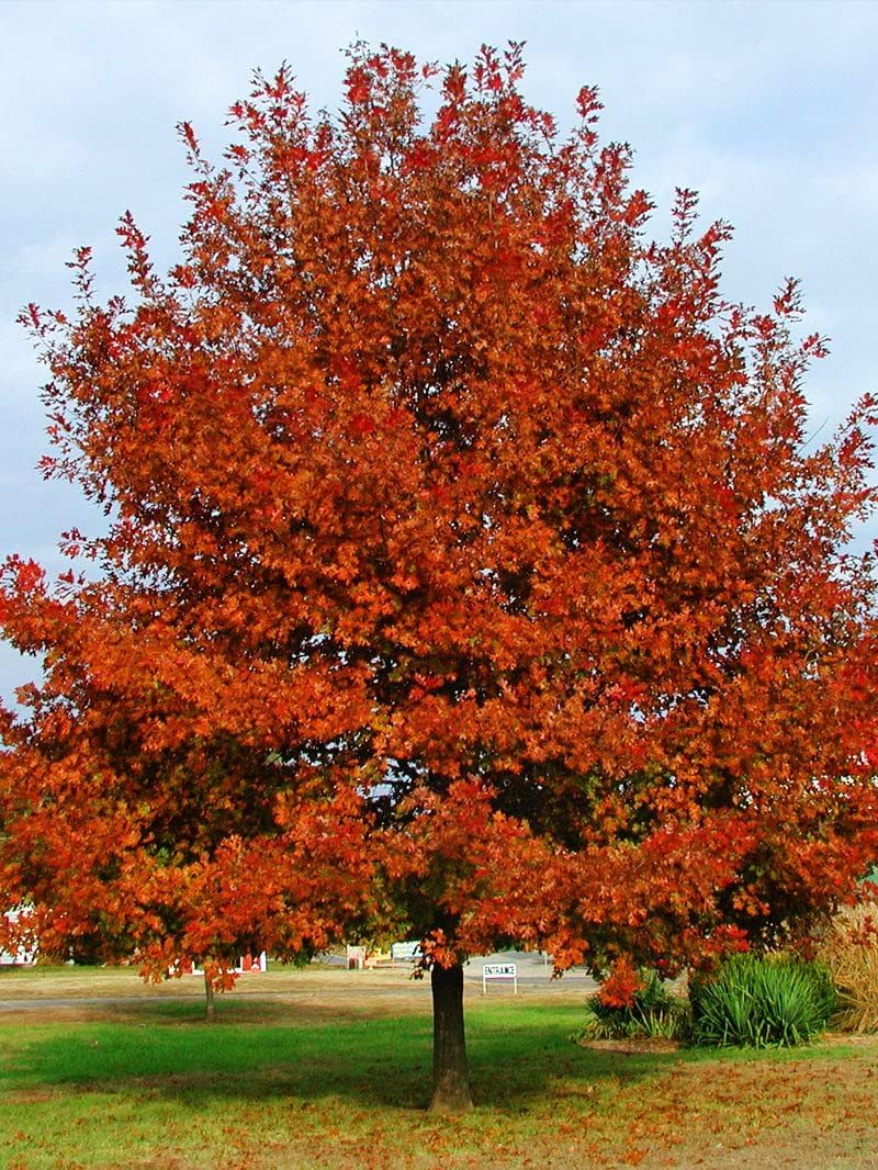 Shumard Red Oak | 3 Live Trees | Quercus Shumardii | Drought Tolerant Weather Resistant Shade Planting