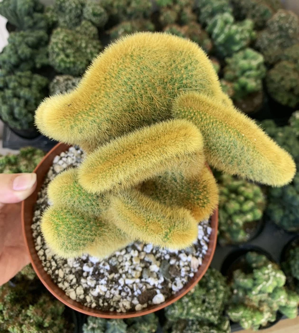 Rare 6" Golden Cactaceae Crested Cactus-Hildewintera Aureispina-Live Cactus Plant, Euphorbia Monstrose Cactus/Succulent.