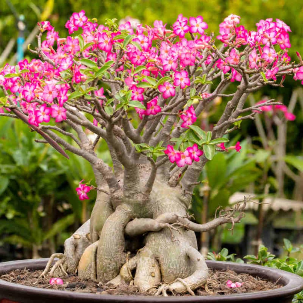 Desert Rose Plant Live, Adenium Bushes Well Rooted, Adenium Obesum Flowers Plant for Indoor Outdoor Garden, Flowering Succulent, 4-6 Inches Tall, No Pot (Pink)