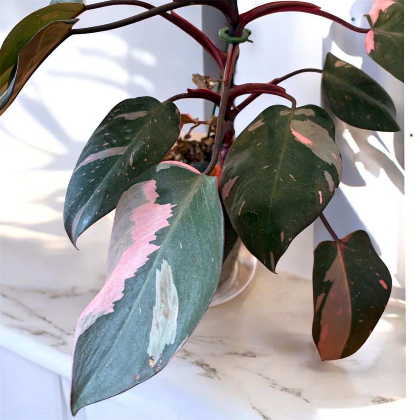 Philodendron Plant Prince of Pink Live Plant - 4-9" Tall Houseplant Ornaments Perennials Garden Growing Planting Can Grow