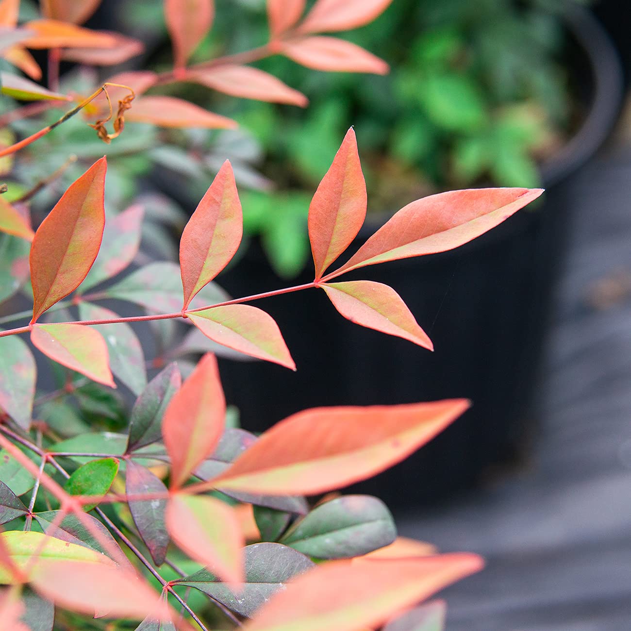 Perfect Plants Gulfstream Nandina 1 Gal. Pot | Heavenly Bamboo | Low Maintenance | Vibrant Color Changing Foliage