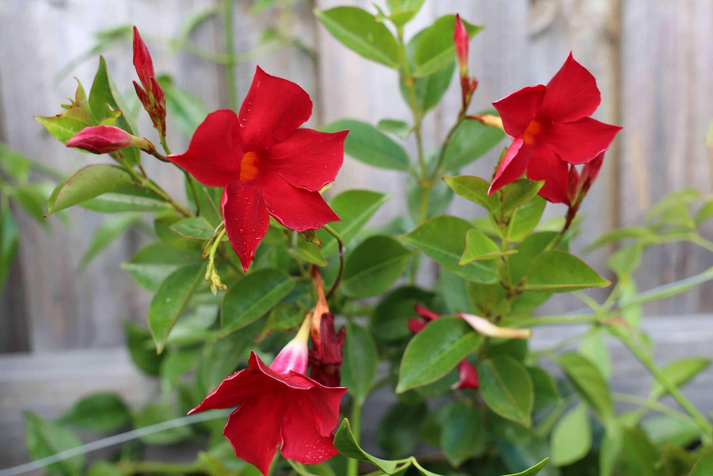 Mandevilla Red Fury Live Plants (5-9") - Pack of 2 (Two) - Deep Crimson Rocktrumpet Vine - Heat Tolerant Tropical Climber - Fast Growing Patio Container Garden - Hummingbird Magnet