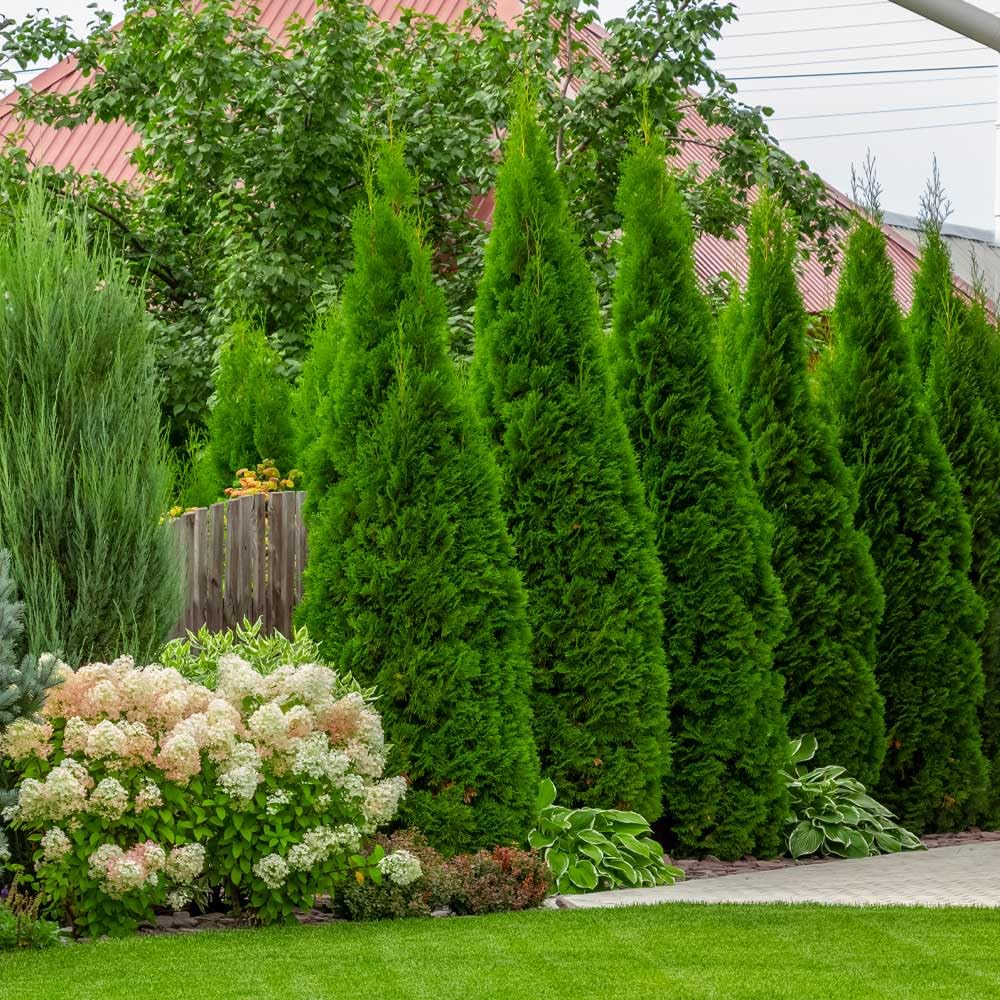 Brighter Blooms - Emerald Green Arborvitae, 1-2 Feet - Live Plant - No Shipping to AK, AZ, HI, OR