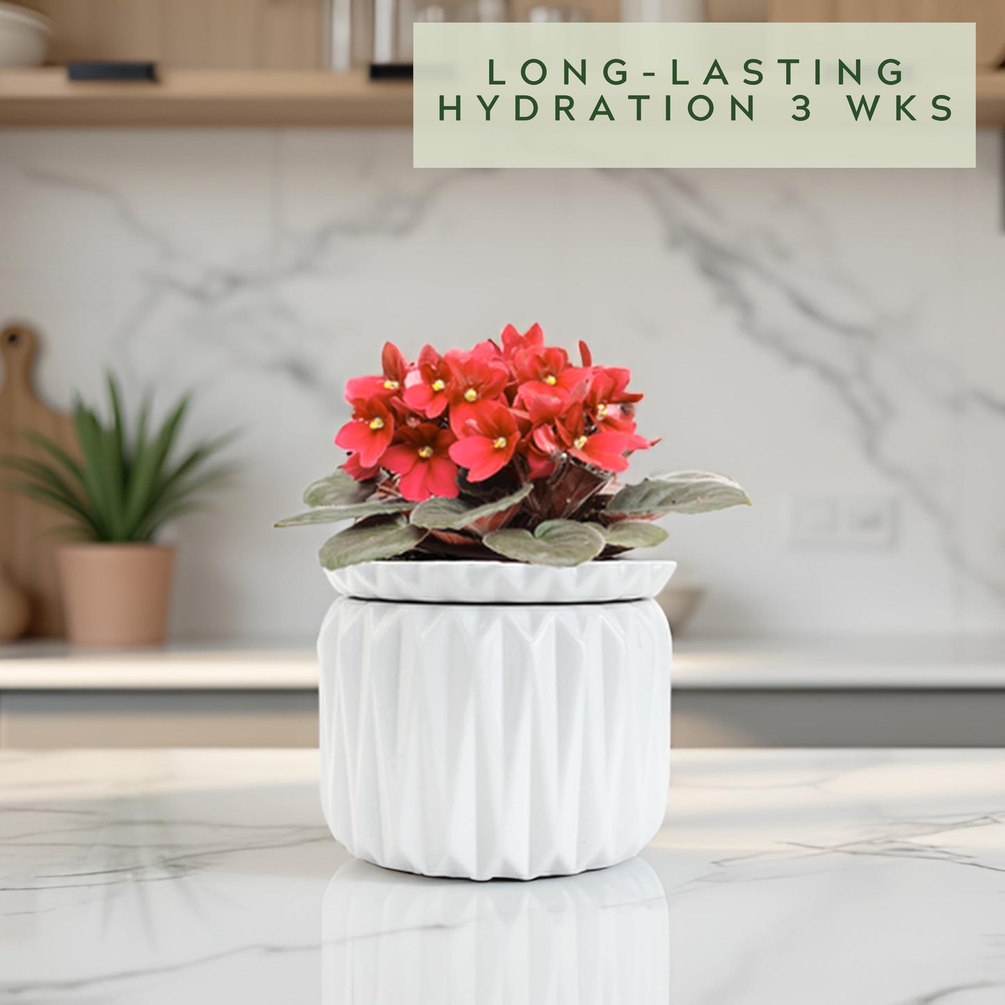 Thriving Thicket 6 Inch African Violet Pots Self Watering, Ceramic Planter with Water Reservoir and Fill Lines, 4 Inch Opening, Indoor Flower Pot, Holds 3 Weeks of Water (1 Pack)