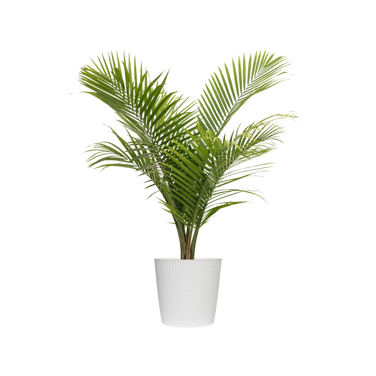 Majesty Palm Live Plant by United Nursery, Large Indoor House Plant, 32-36 inches Tall Tropical Palm Tree in Decorative Pot, Easy Care Large Floor Plant for Home Decor