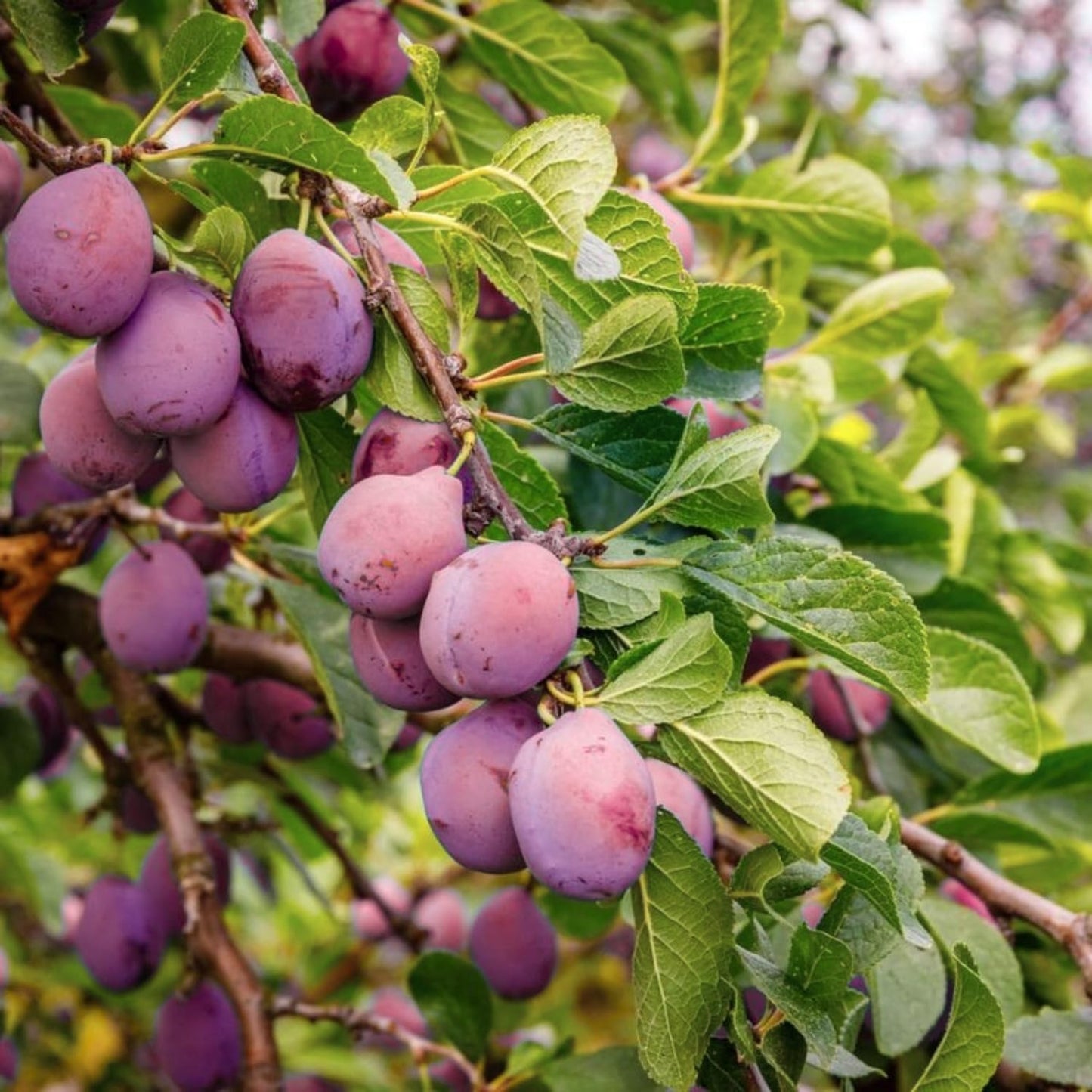 Red Plum Tree Live Plant 2-3 Feet Tall, Sweet, Juicy Fruit Tree for Garden or Patio, Hardy, Winter Dormant, Bareroot No Leaves