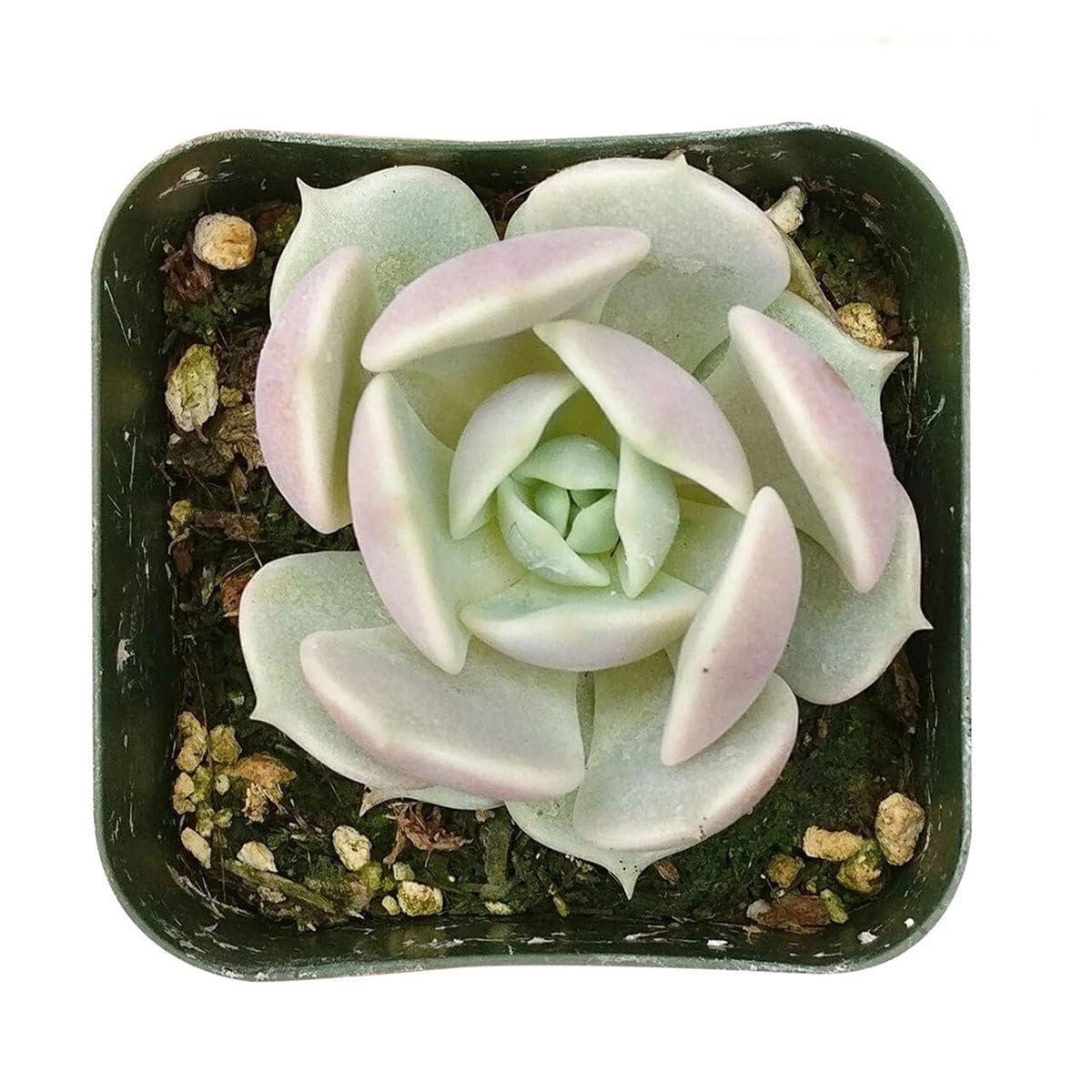 Echeveria Lola Succulent - Rosette Succulents 2 inch - Low Maintenance Indoor Live Plants, Floral Shaped Succulents Fully Rooted for Arrangements, Decor & DIY Projects