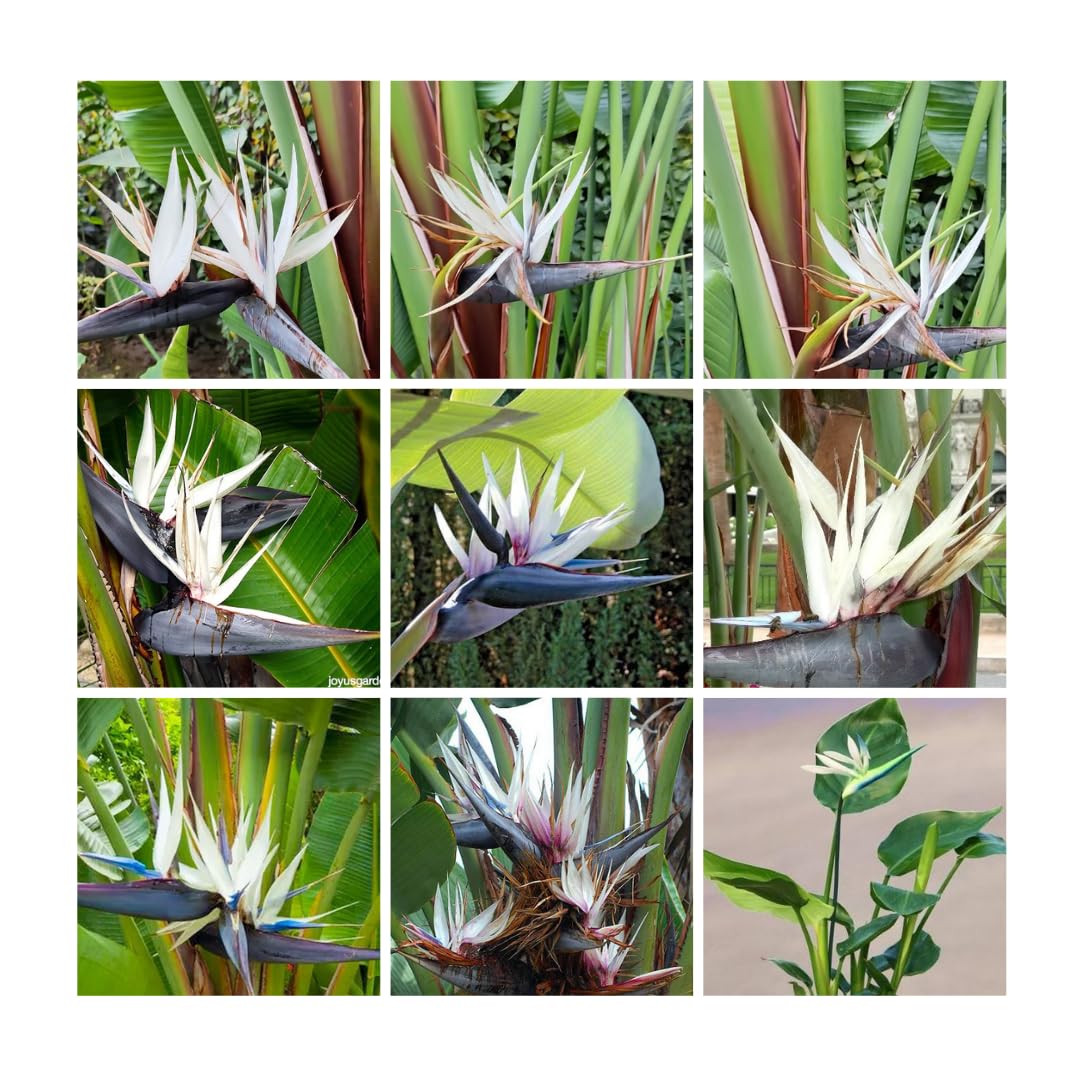 1 Assorted Bird of Paradise Live Plant, Vibrant Tropical Houseplant Flowers Strelitzia Reginae Size 5 to 9 Inc Tall, No Pot, Well-Rooted, Hardy