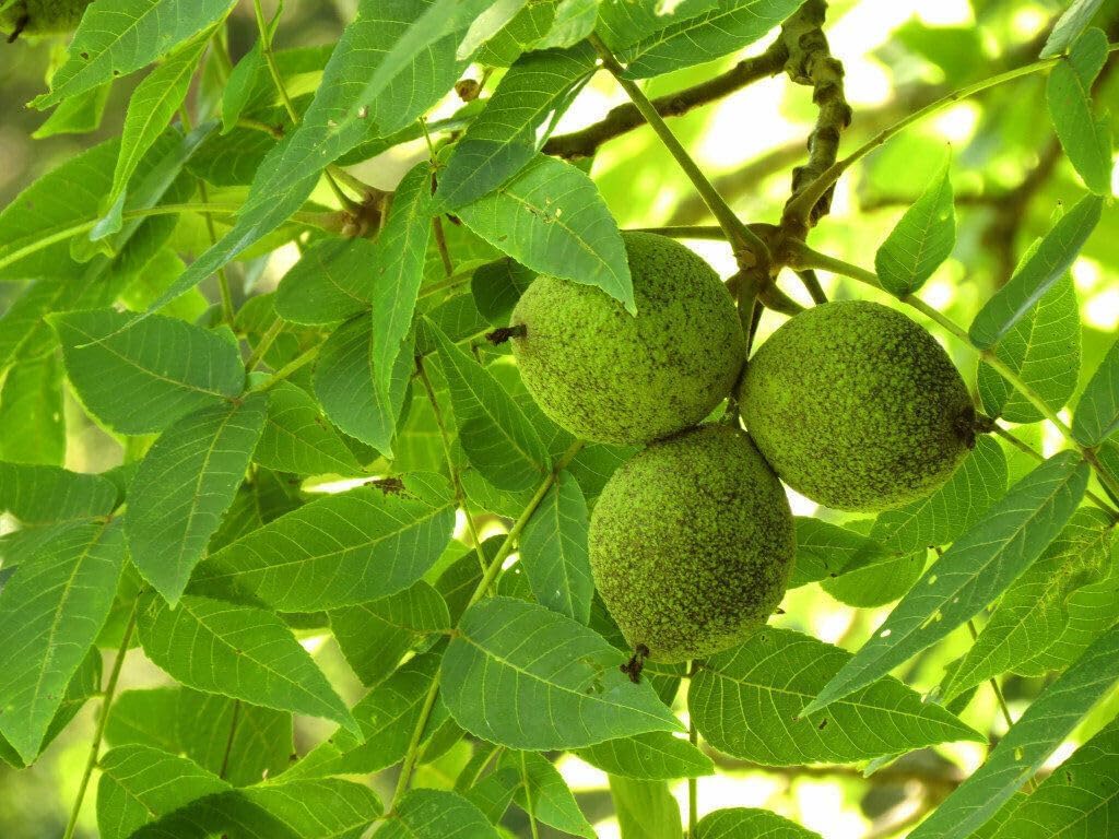 Black Walnut Tree - 10-18" Tall Nut-Bearing Live Plant - Fast Growing Tree Seedling - Juglans nigra
