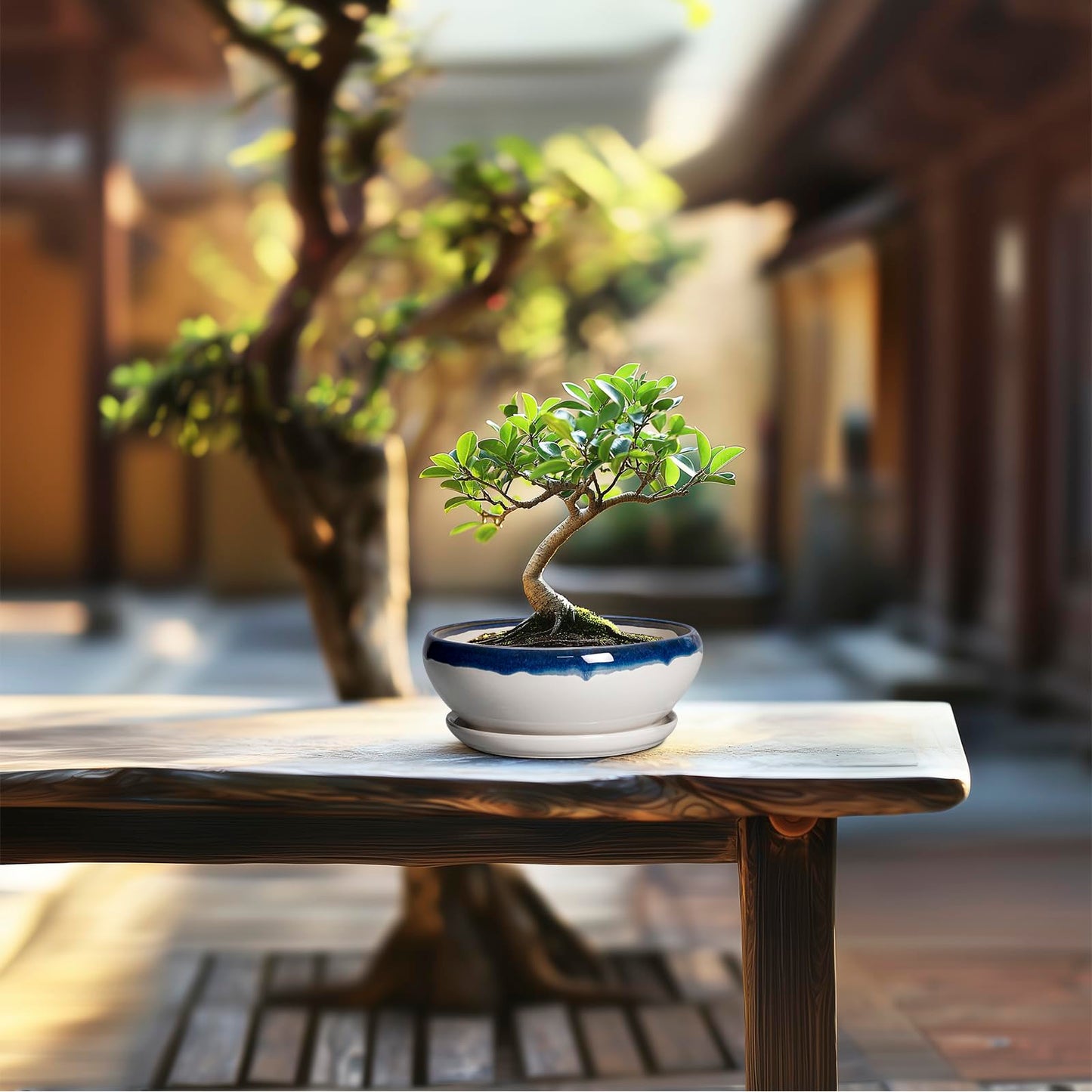 SQOWL Succulent Planters 6 Inch - Ceramic Bonsai Pots with Drainage Hole and Saucer, Round Shallow Planter for Indoor Plants, Ceramic Cactus Pot, Apartment Decor, Gifts for Women, Blue Off-White