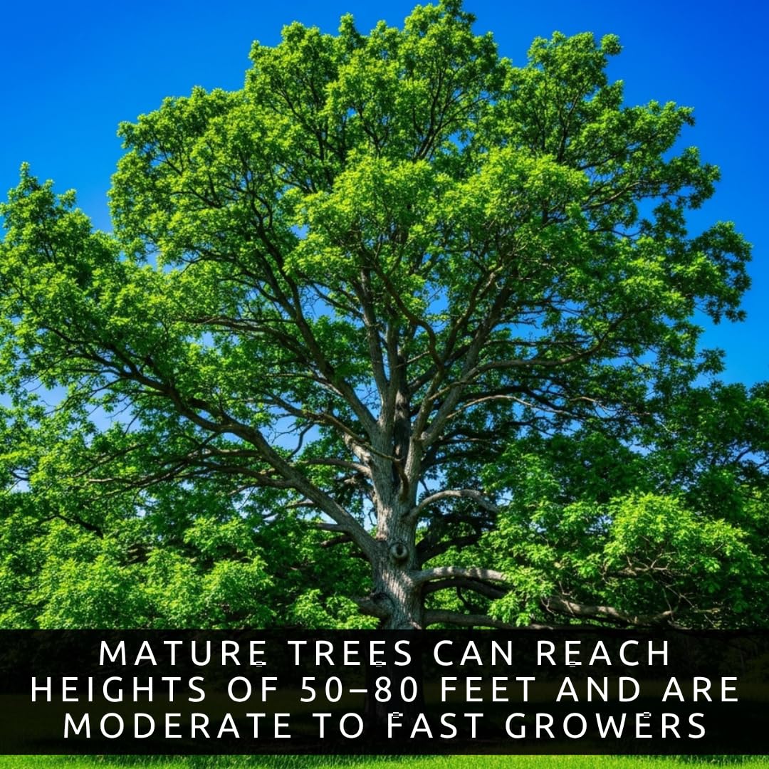 3 White Oak Trees for Planting – Quercus alba – Fast Growing Shade Trees – Hardy Landscape Oaks with Beautiful Fall Color (3 Trees) - Beautiful Fall Color, Long Lived