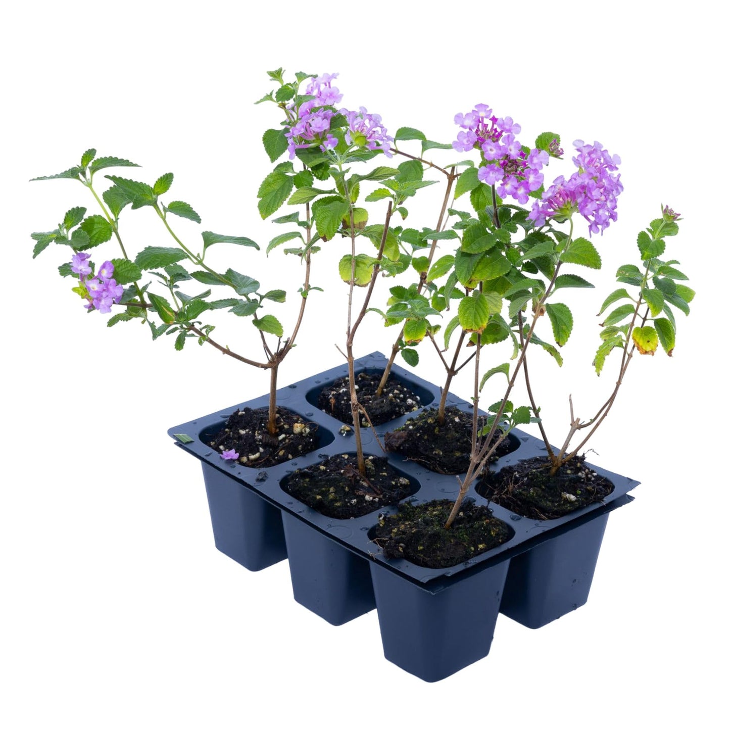 3 Purple Trailing Lantanas, Live Plants – Continuous Blooms, Thriving in 2.5” Nursery Cubes
