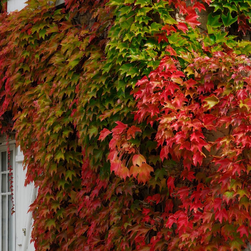 Live Boston Ivy Plant Climbing Ivy Starter Plant, 2.5 Inch Pot Boston Ivy Plant, Ivy Vine Plant