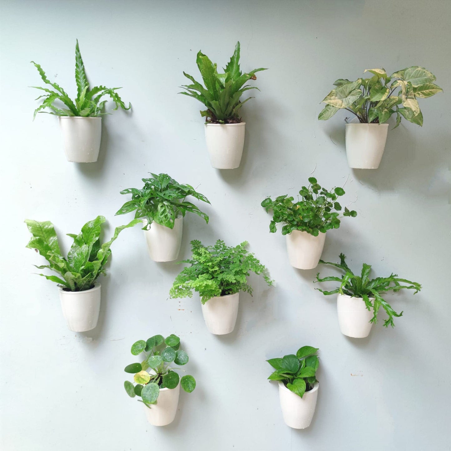 LaLaGreen Wall Mounted Planters for Indoor Plants - 10 Pack, 5 Inch Self Watering Plastic Pot, Living Hanging Eco Wall Planter System, Trendy Live Wall Garden for Herb, White