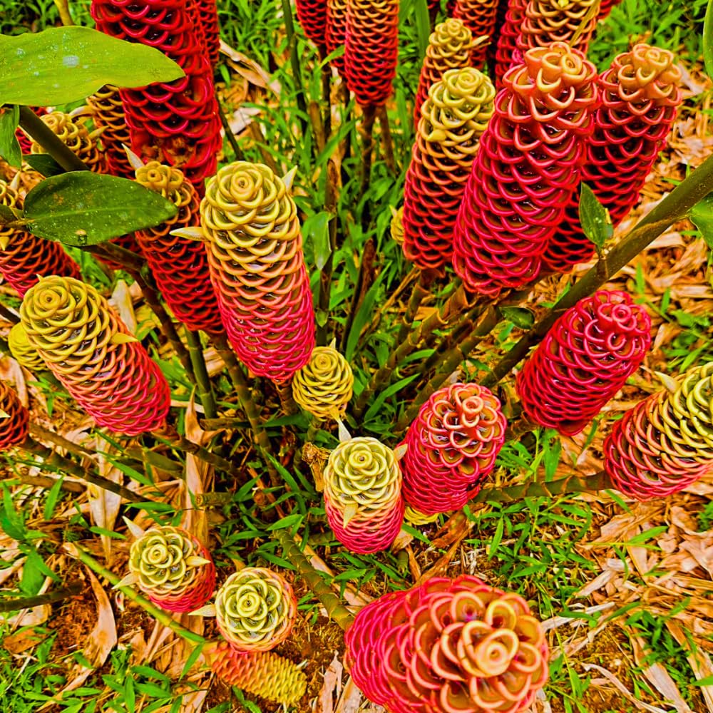 12 Zingiber Zerumbet Awapuhi Shampoo Ginger Roots, Red Pinecone Ginger Rhizomes for Outdoor Planting